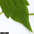 SpeciesSub: var. grandiflora